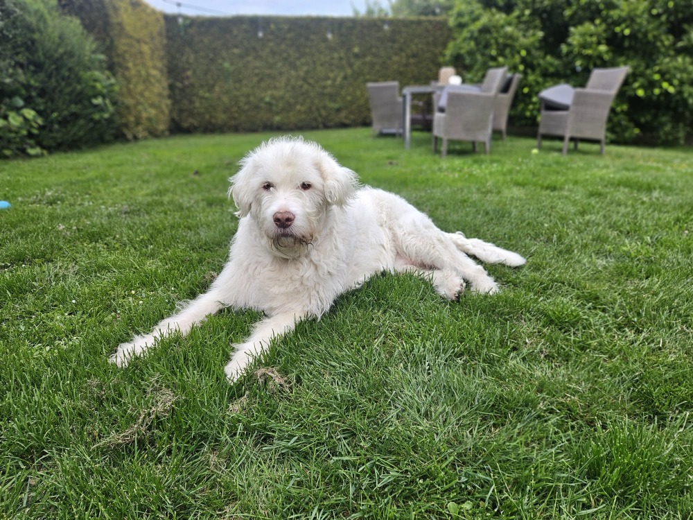 Copito