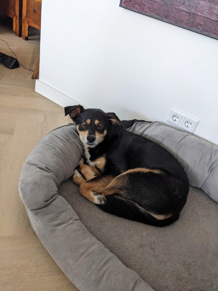 Evi