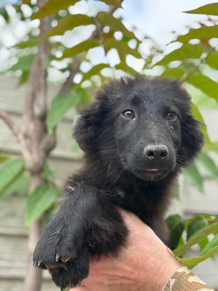 Blacky
