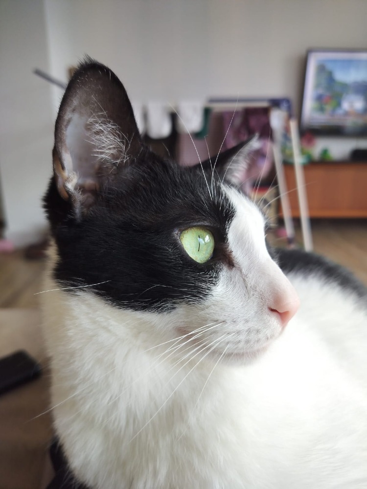 Loki