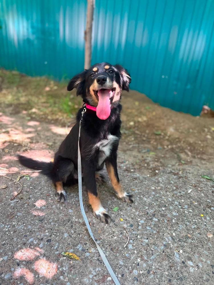 Tikki Tavi