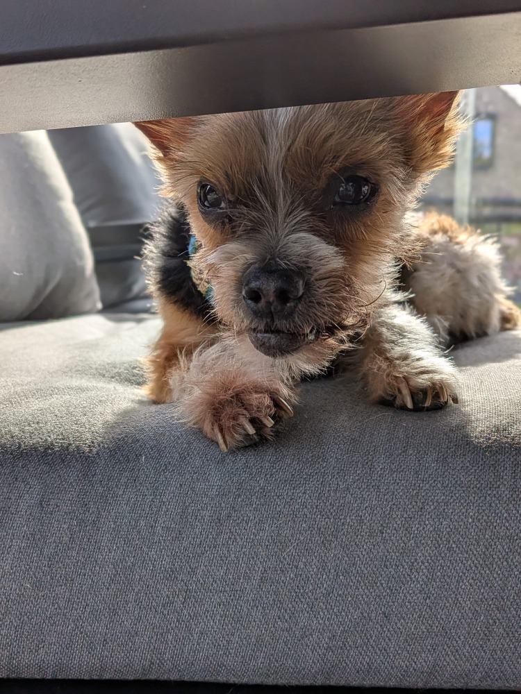 Lula