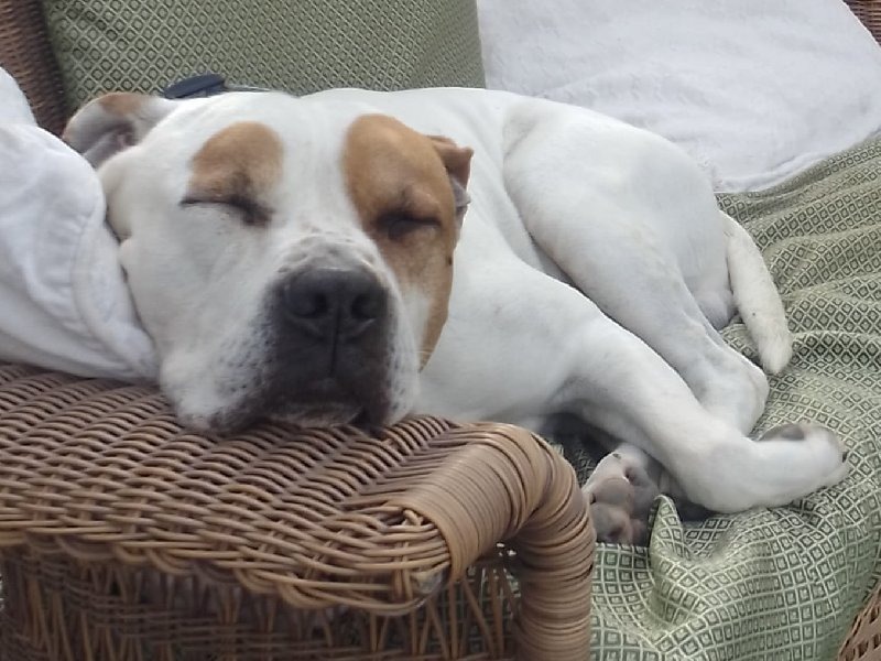Cooper