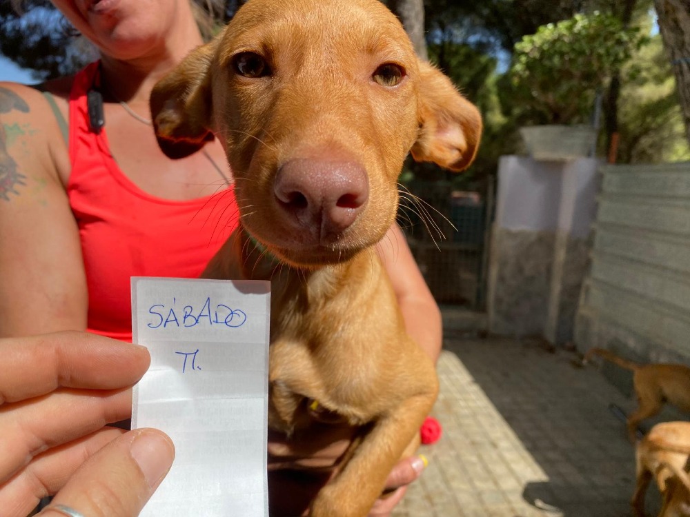Sábado