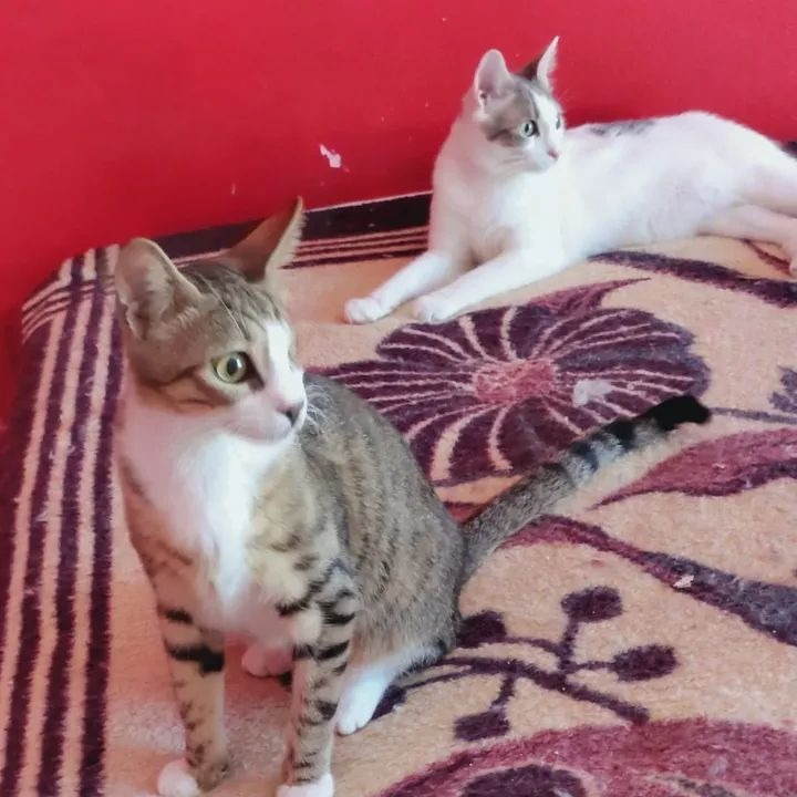 Milto & Mimi