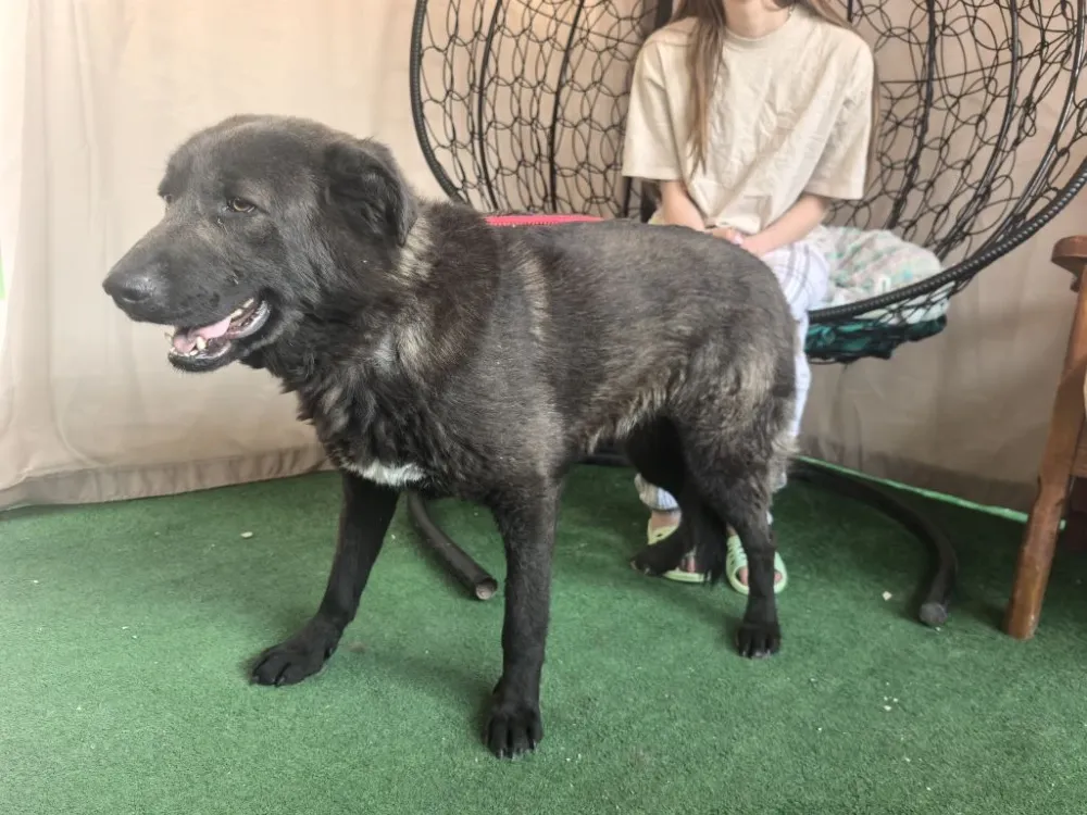 Fluffy