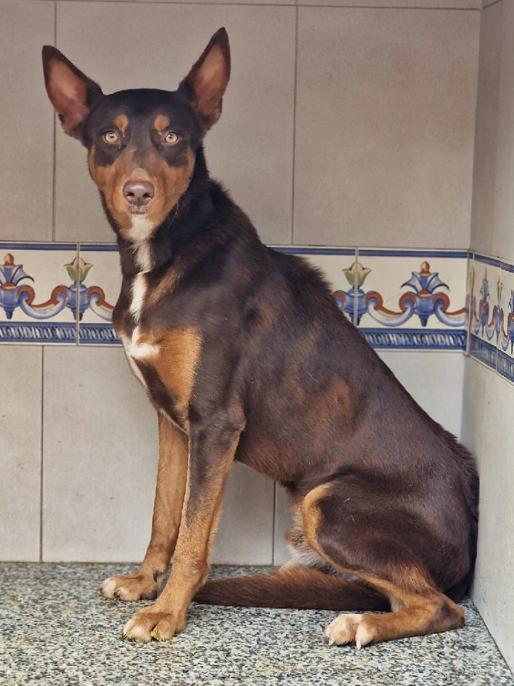 Atilla