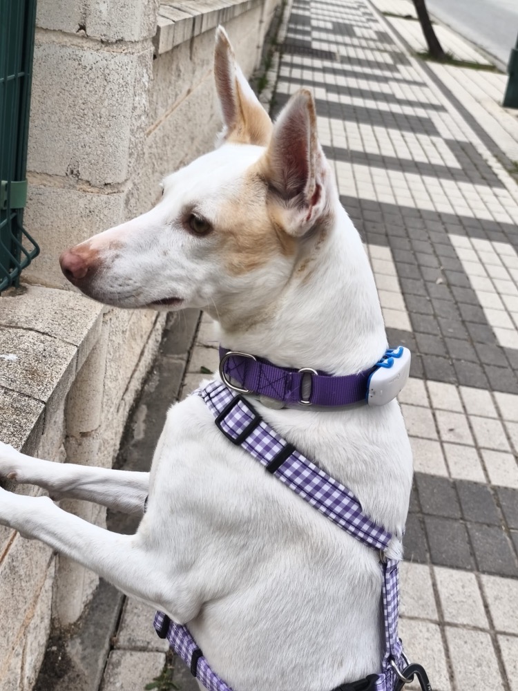 Piruleta