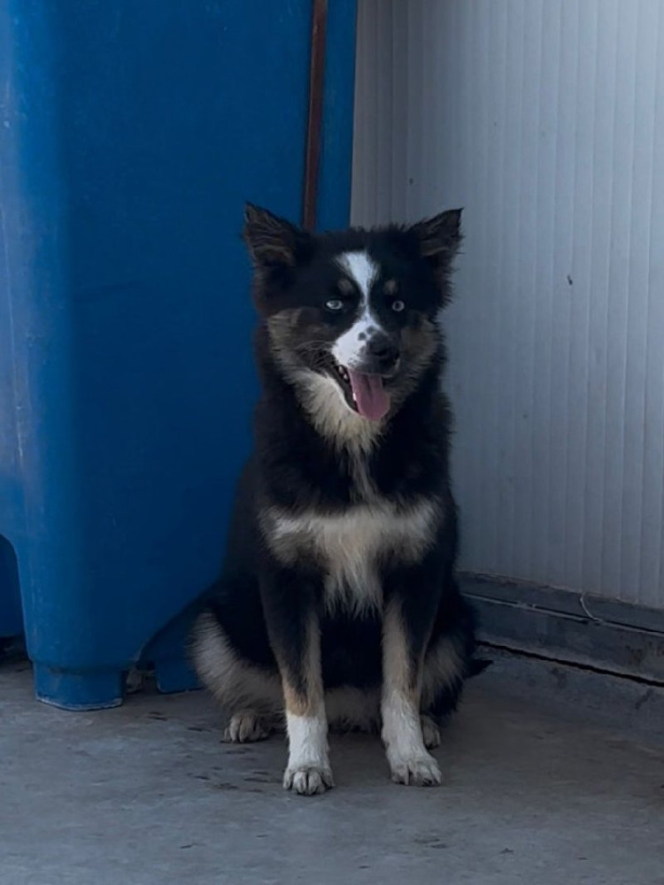 Amaya