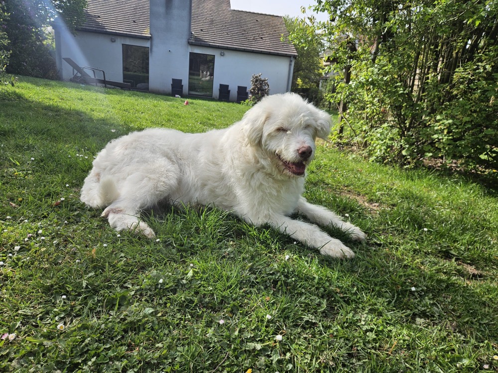 Copito