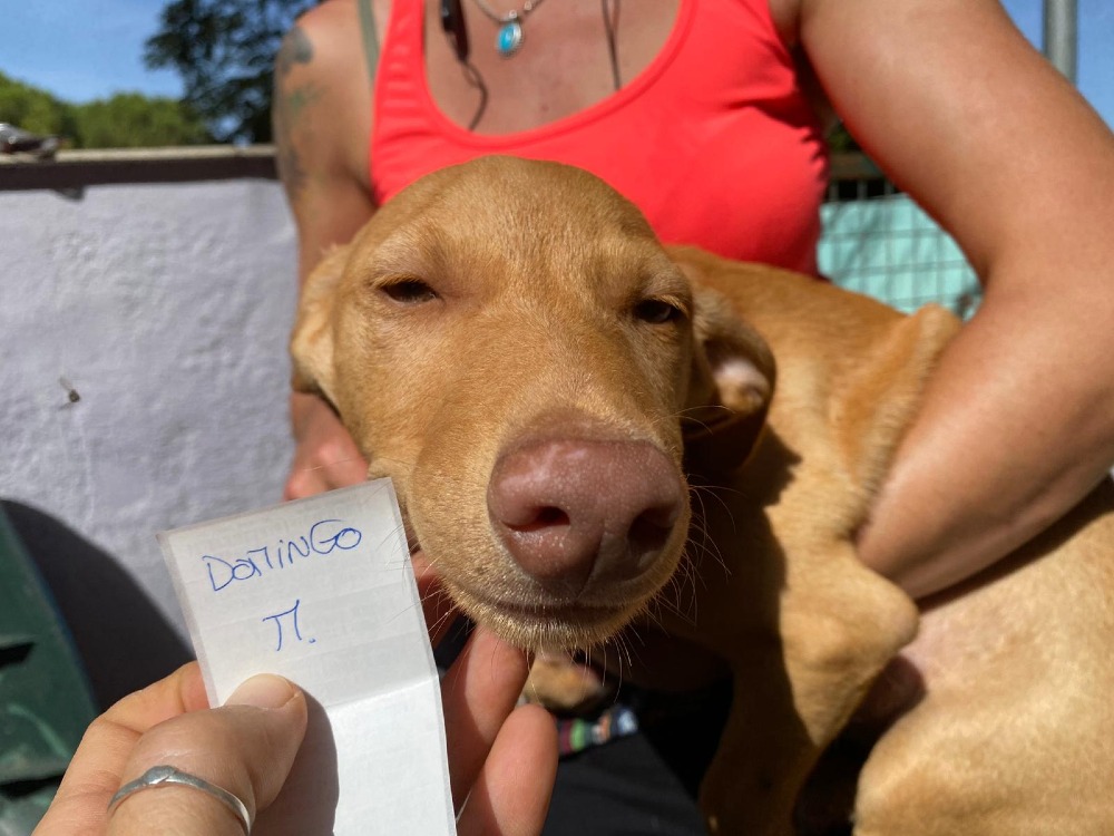Domingo