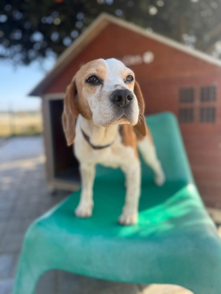 Snoopy