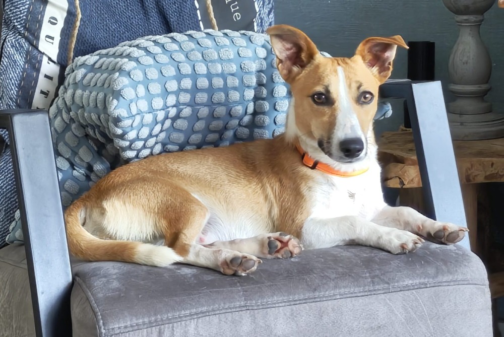 Stella