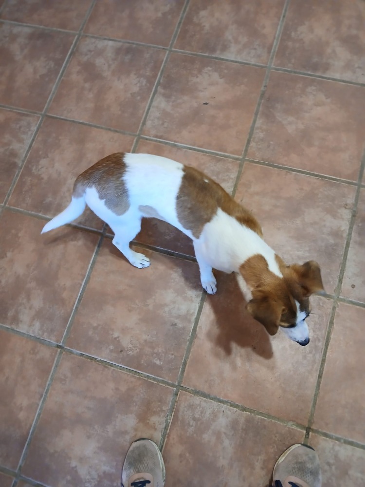 Stella ADR