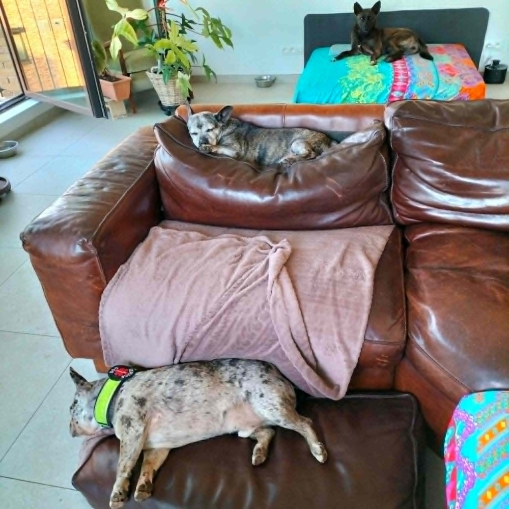 Ida klein hond groot hart