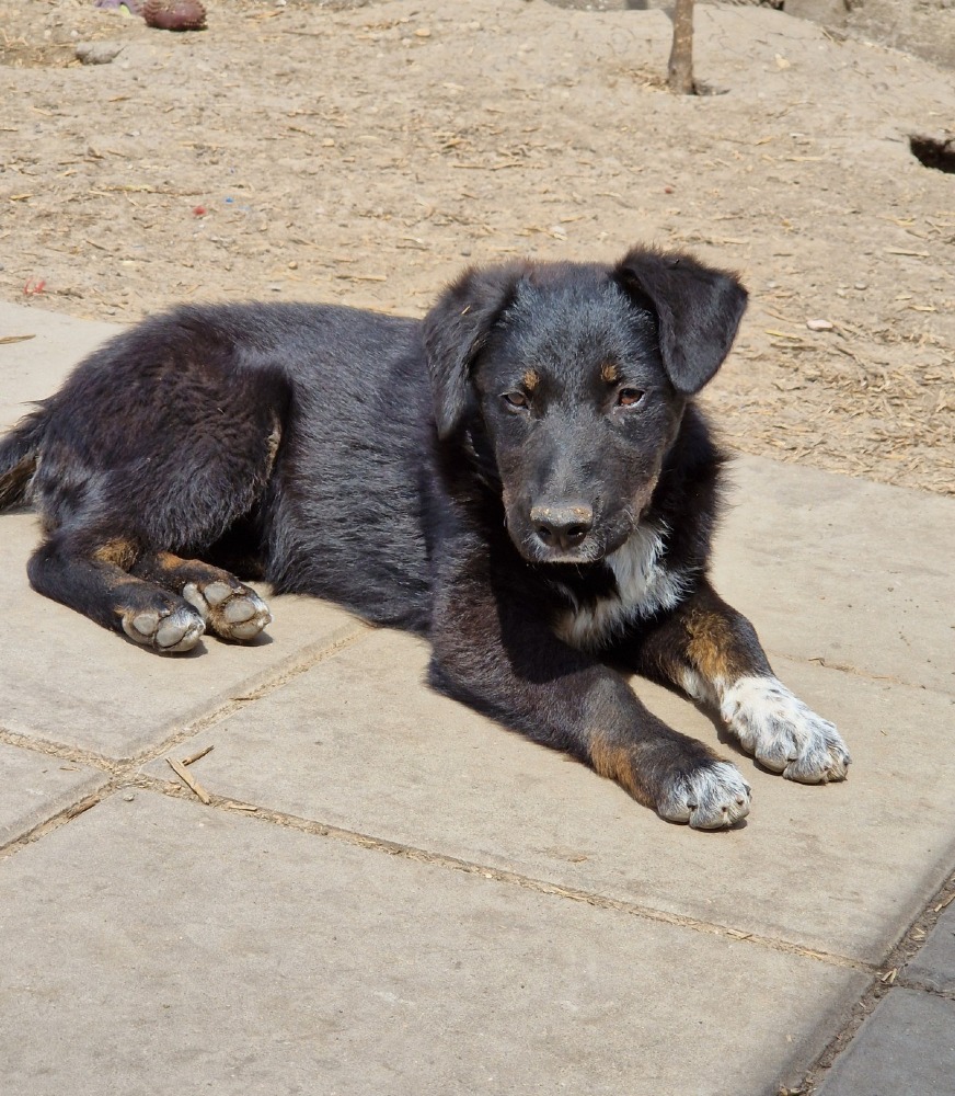 Ziva