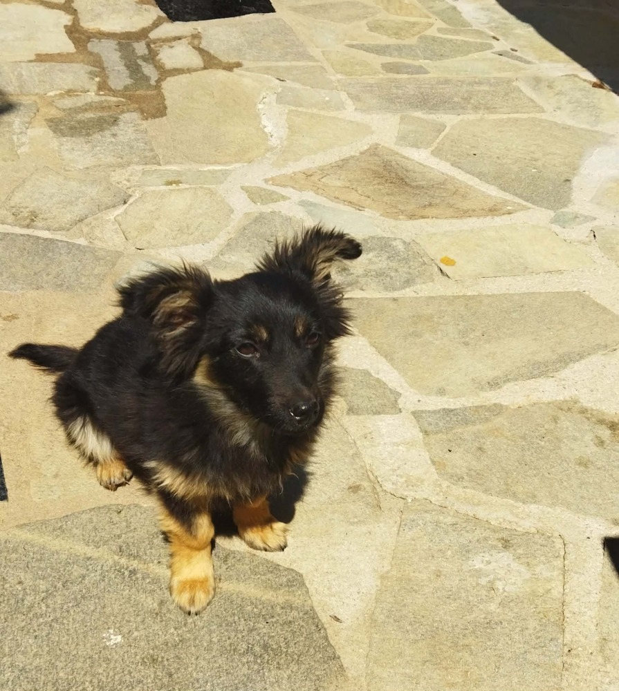 Rocco