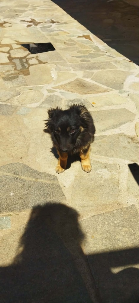 Rocco