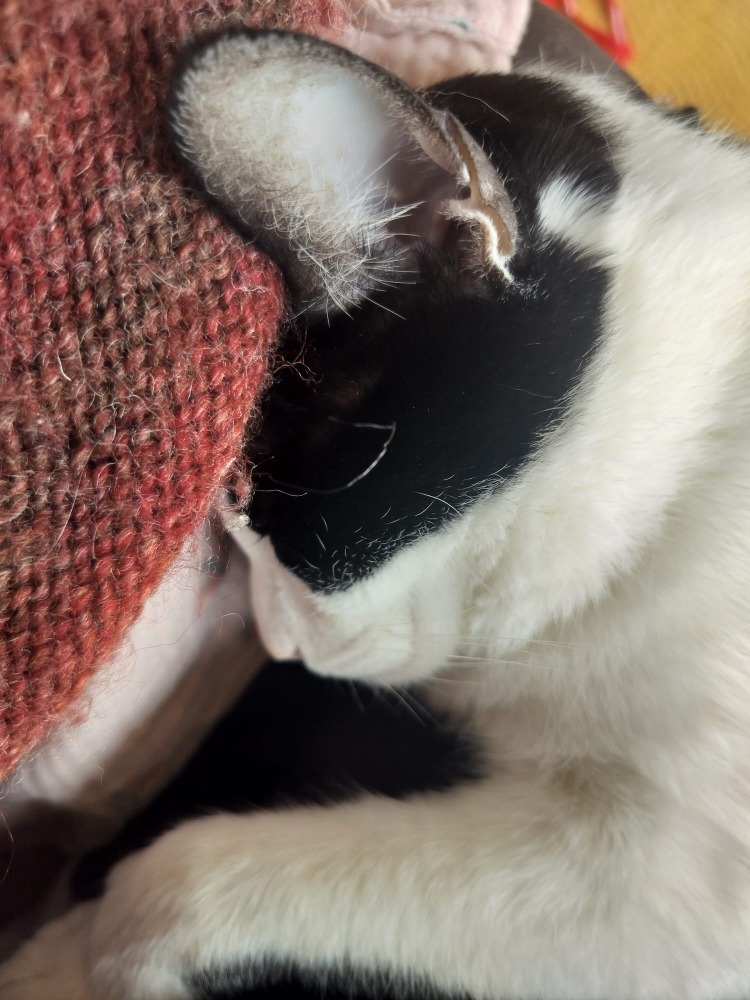 Loki