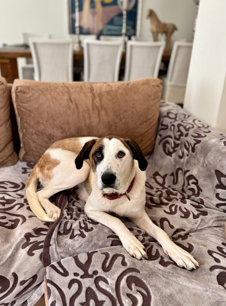 Sophie