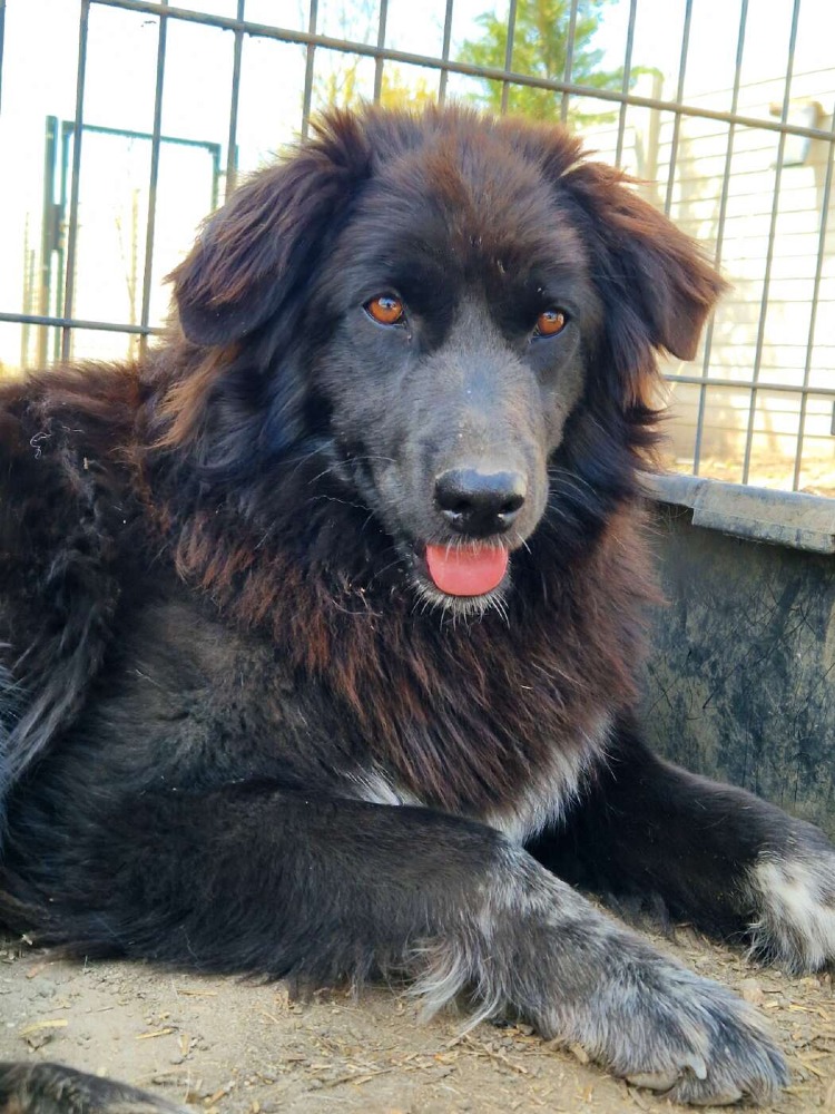 Layka