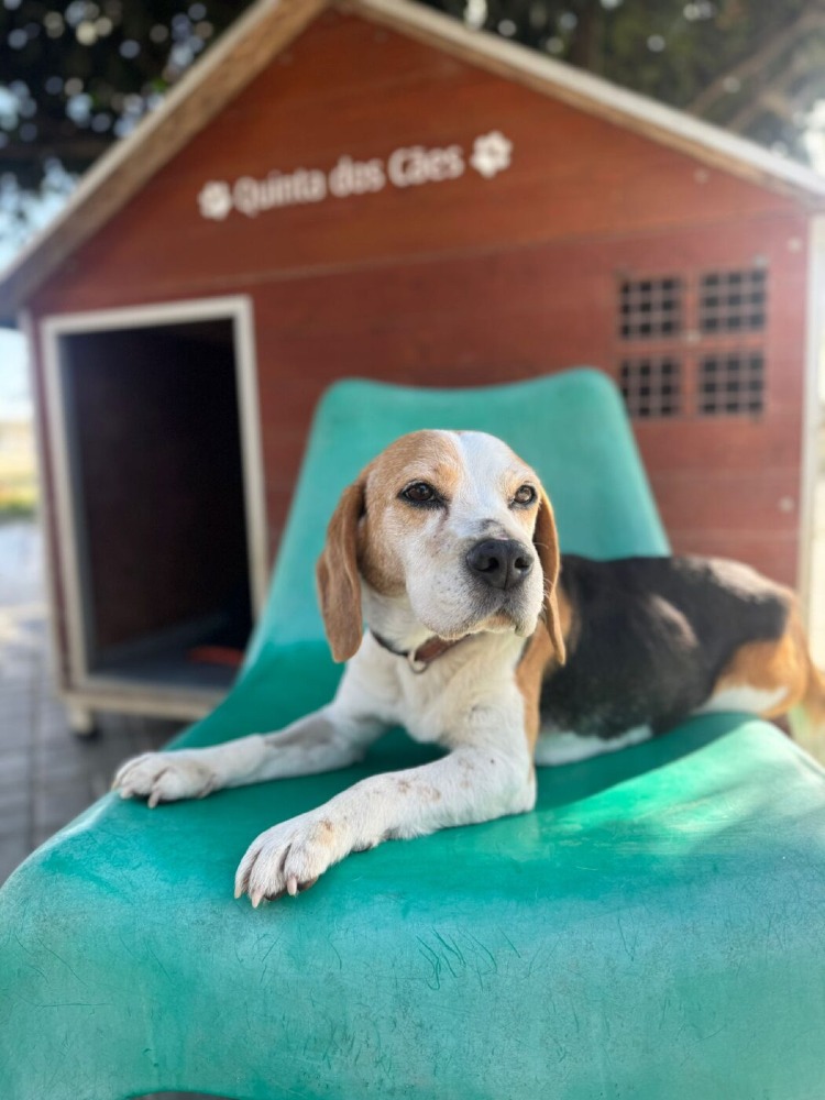 Snoopy