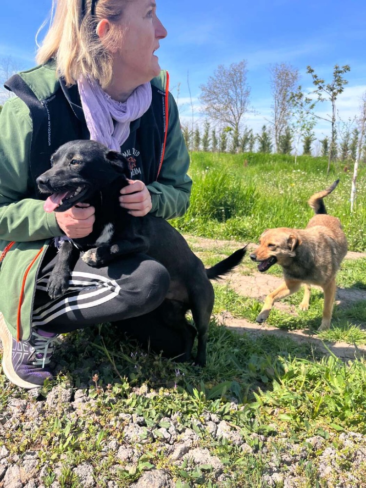 Okkie – Urgent!
