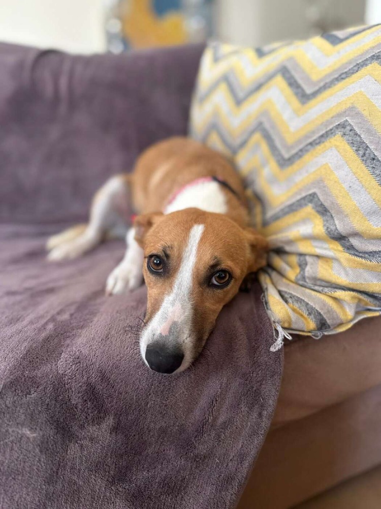 Stella