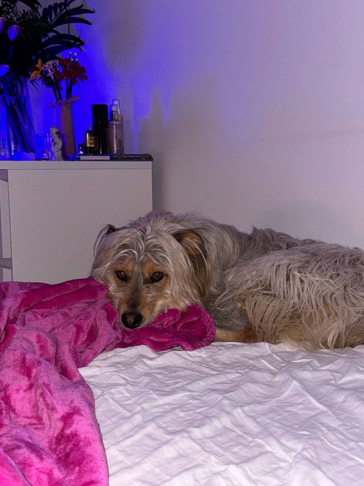 Zaya AC,American Shepherd