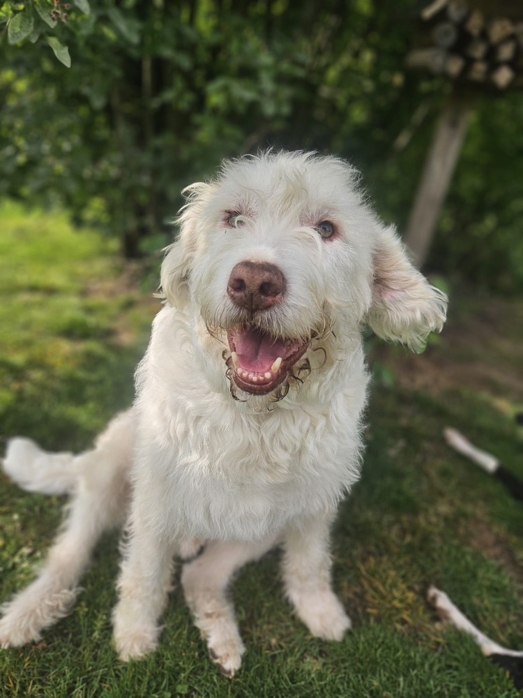 Copito