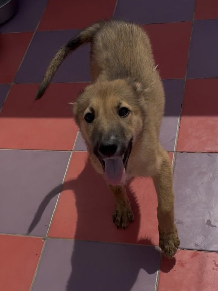 Bear