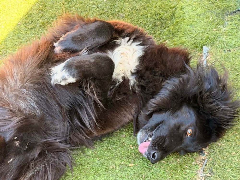 Tana BR, handicap