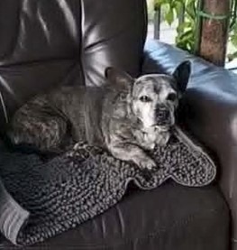 Ida klein hond groot hart