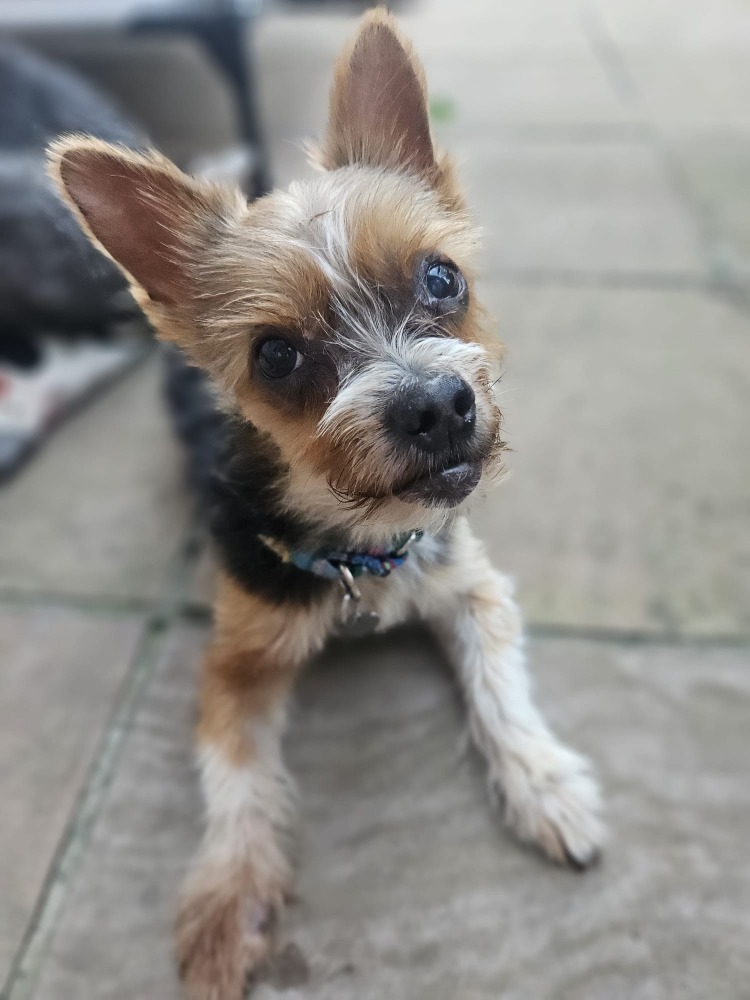 Lula