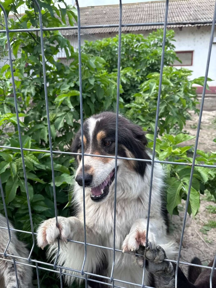 Pepillo