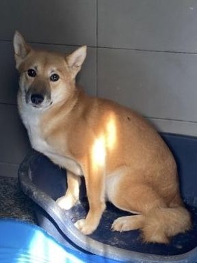Hachi