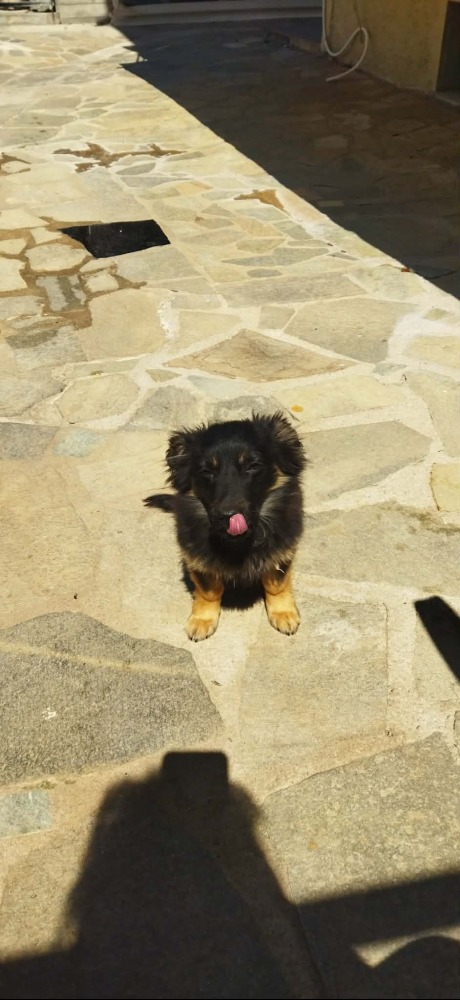 Rocco