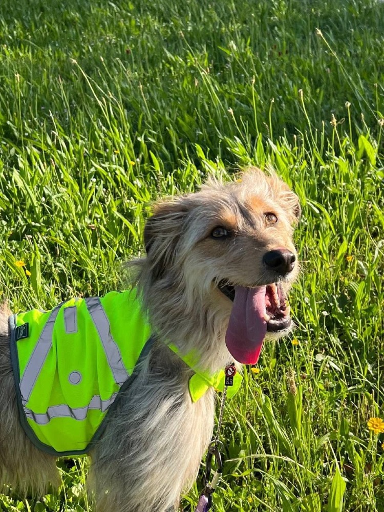 Zaya AC,American Shepherd