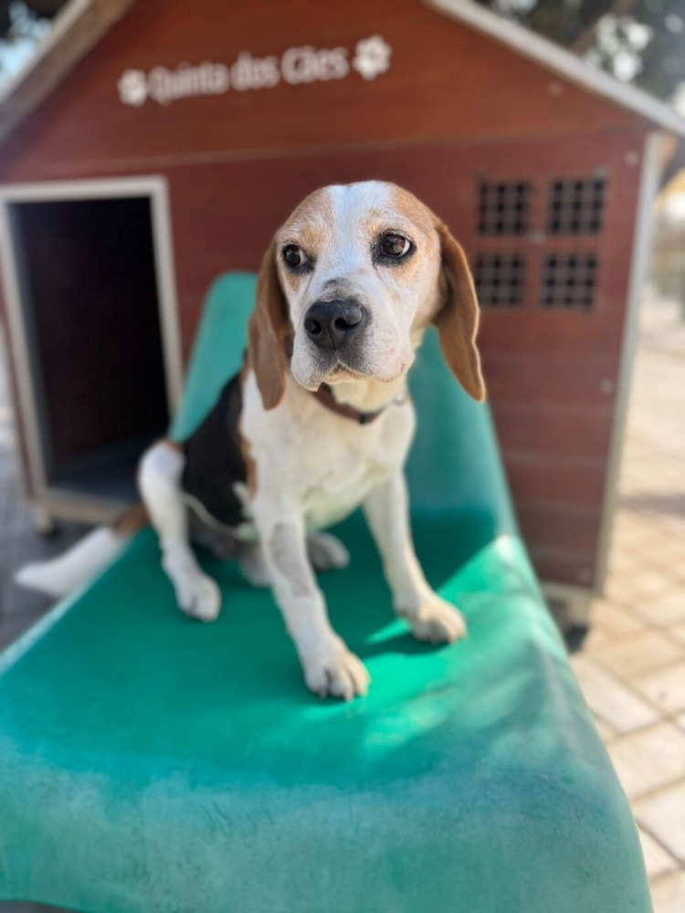 Snoopy