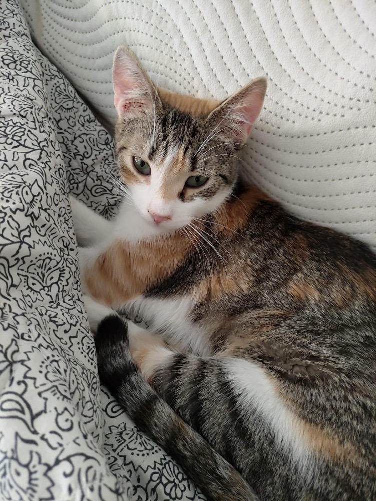 Anaïs