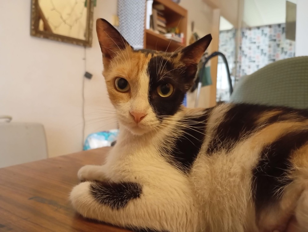 Kali