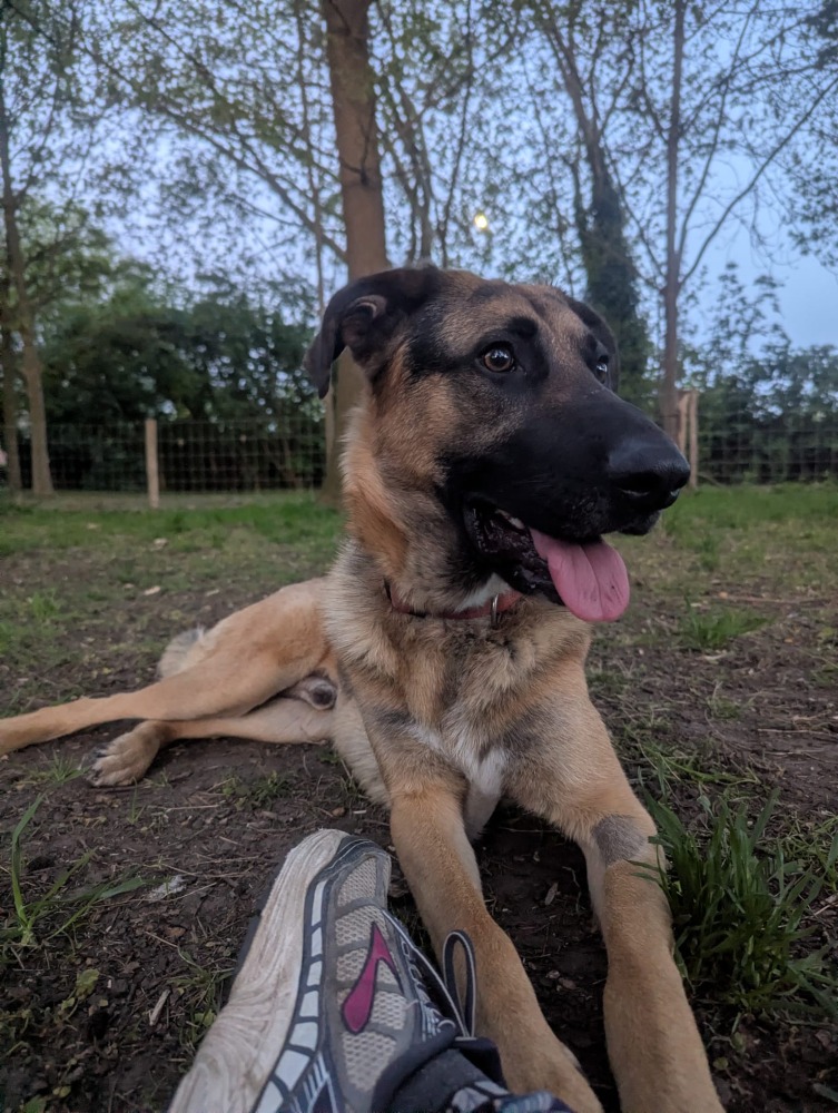 Dario