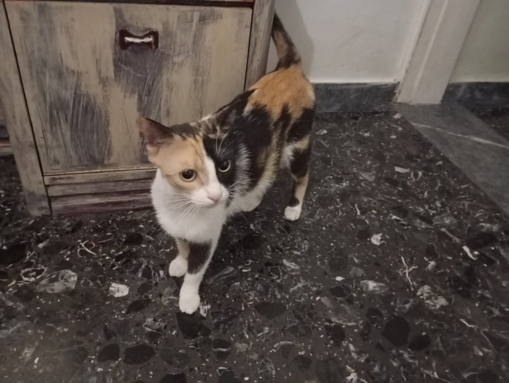 Kali