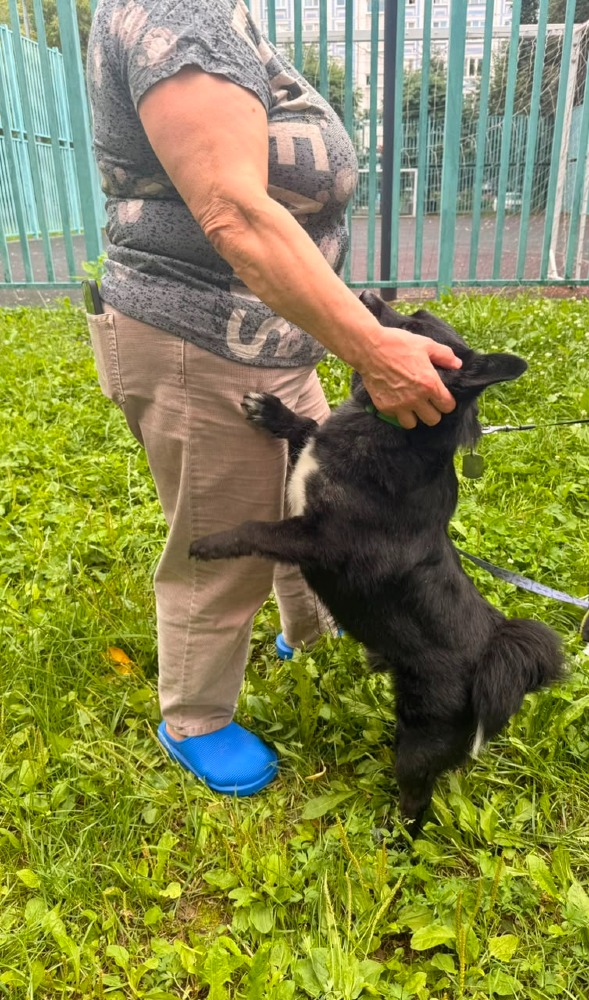 Petja rustige vriend 40cm