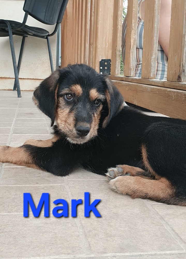 Mark