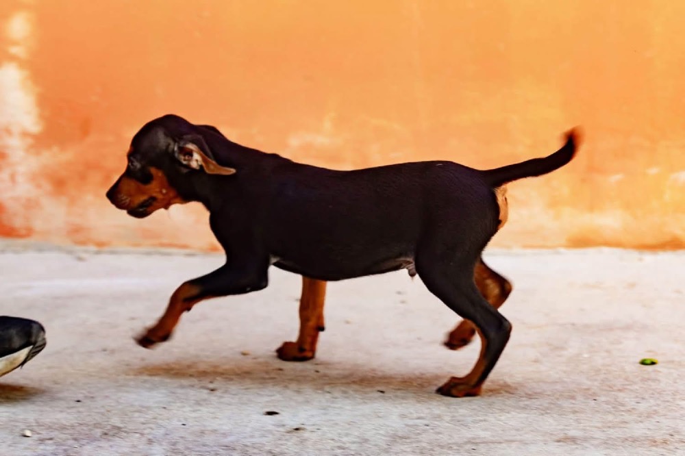 Brandy