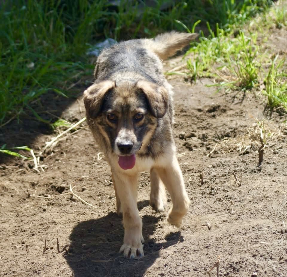 Oscar