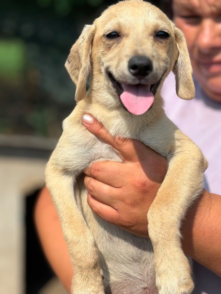 Nala