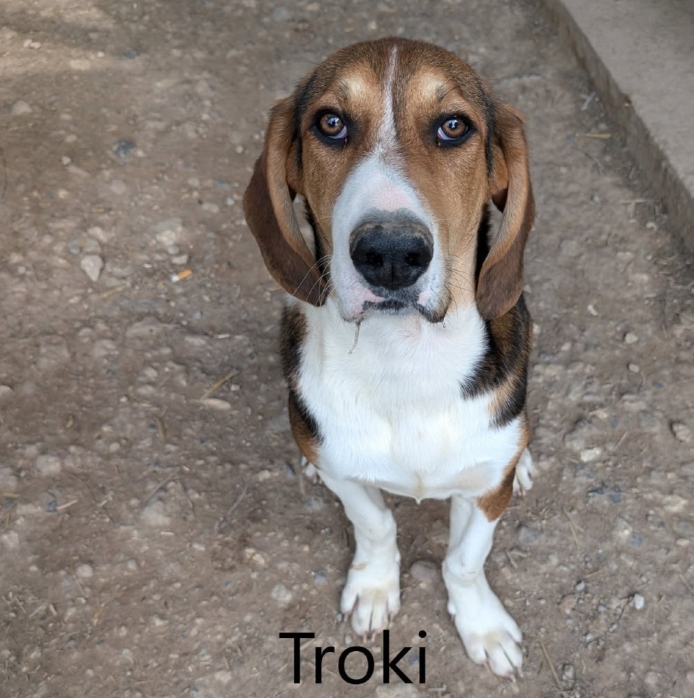 Troki