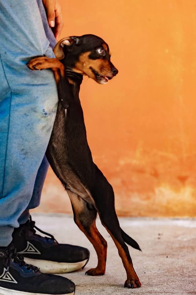 Brandy